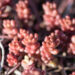 Sedum album `Coral Carpet` kukehari