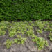 Symphytum grandiflorum `Goldsmith` varemerohi (1)