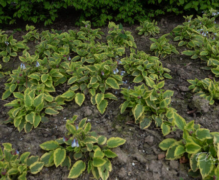 Symphytum grandiflorum `Goldsmith` varemerohi (2)