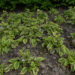 Symphytum grandiflorum `Goldsmith` varemerohi (2)