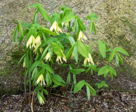 Uvularia grandiflora norulill