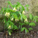 Uvularia grandiflora norulill