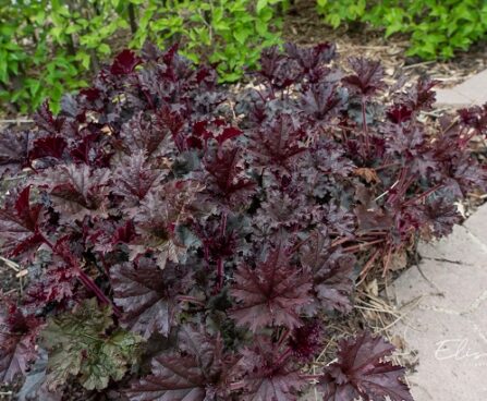 Heuchera `Palace Purple` helmikpööris (2)