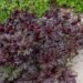 Heuchera `Palace Purple` helmikpööris (2)