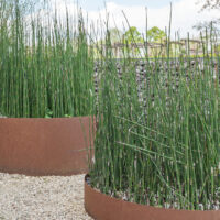 Equisetum hyemale raudosi (2)