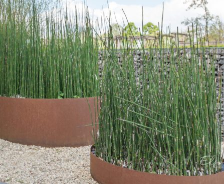 Equisetum hyemale raudosi (2)