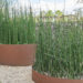 Equisetum hyemale raudosi (2)