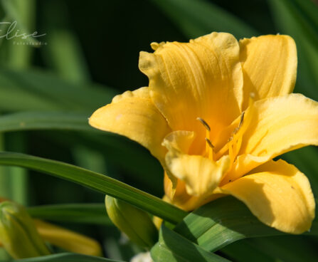 881_8805_Hemerocallis_Stella_de_Oro.JPG