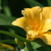 881_8805_Hemerocallis_Stella_de_Oro.JPG