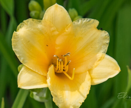 881_8929_Hemerocallis_Stella_de_Oro.JPG