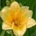 881_8929_Hemerocallis_Stella_de_Oro.JPG