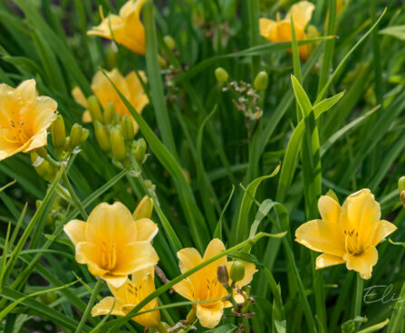 881_8930_Hemerocallis_Stella_de_Oro_2.JPG