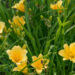 881_8930_Hemerocallis_Stella_de_Oro_2.JPG