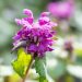 900_10211_Lamium_galeobdolon_Beacon_Silver_koldnoges.jpg