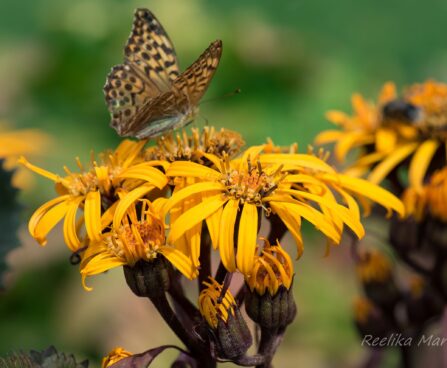 903_6771_Ligularia_dentata_Desdemona_.JPG