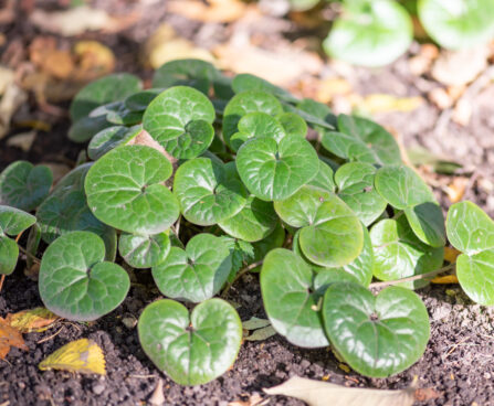 Asarum europaeum har.metspipar