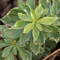 909_6667_Pachysandra_terminalis_Variegata_2.JPG