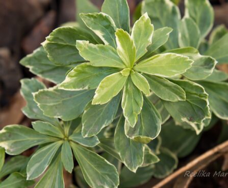 909_6667_Pachysandra_terminalis_Variegata_2.JPG