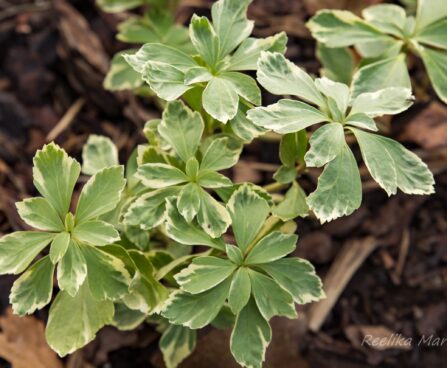 909_6668_Pachysandra_terminalis_Variegata.JPG