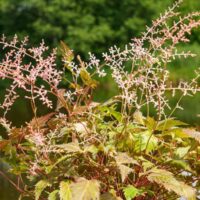 Nõrga talu astilbe bronze elegans