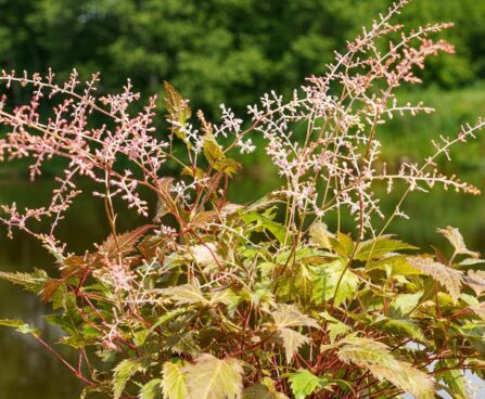 Nõrga talu astilbe bronze elegans