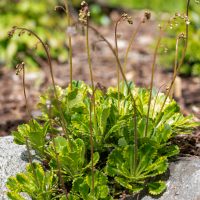 930_11098_Saxifraga_umbrosa_Aureopunctata_varjukivirik_2.jpg