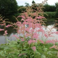 Nõrga talu astilbe flamingo