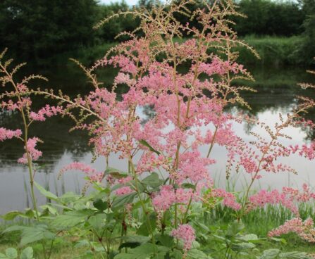 Nõrga talu astilbe Flamingo