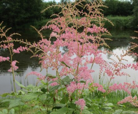 Nõrga talu astilbe flamingo