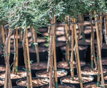 Juniperus communis `Zeal` harilk kadakas(1)