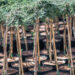 Juniperus communis `Zeal` harilk kadakas(1)