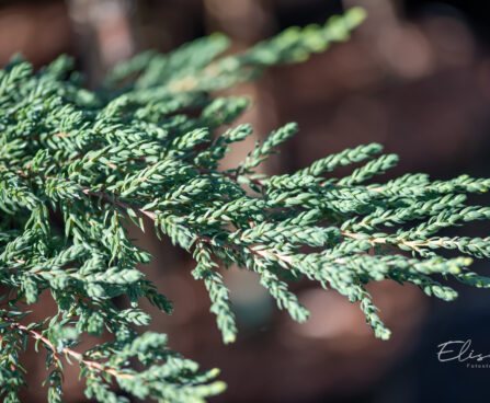 Juniperus communis `Zeal` harilik kadakas (2)