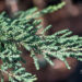 Juniperus communis `Zeal` harilik kadakas (2)