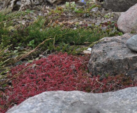 Sedum `Coral Carpet` kukehari .JPG