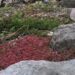 Sedum `Coral Carpet` kukehari .JPG