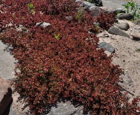 932_7670_Sedum_album_3.JPG