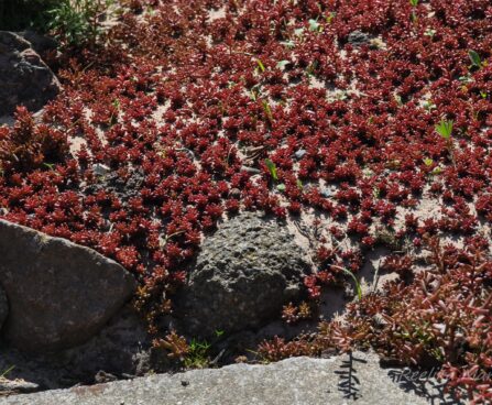 932_7671_Sedum_album_4.JPG