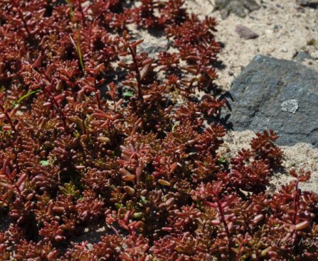 932_7672_Sedum_album.JPG