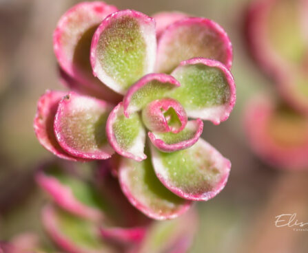 941_9902_Sedum_spurium_Variegatum_roomav_kukehari.jpg