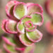 941_9902_Sedum_spurium_Variegatum_roomav_kukehari.jpg