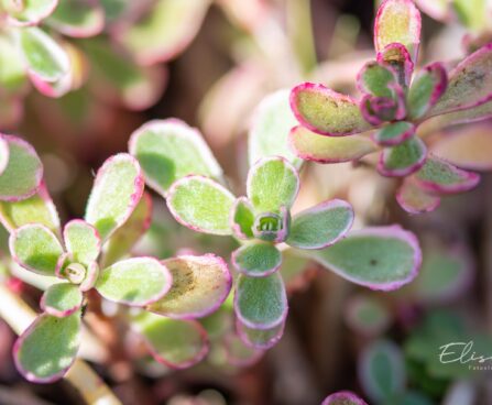 941_9903_Sedum_spurium_Variegatum_roomav_kukehari_2.jpg