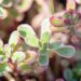 941_9903_Sedum_spurium_Variegatum_roomav_kukehari_2.jpg