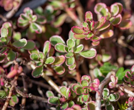 941_9904_Sedum_spurium_Variegatum_roomav_kukehari_3.jpg