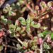 941_9904_Sedum_spurium_Variegatum_roomav_kukehari_3.jpg