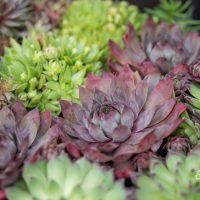 947_11179_Sempervivum_hybridum_Mix_aed-magisibul.jpg