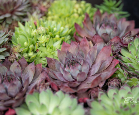 947_11179_Sempervivum_hybridum_Mix_aed-magisibul.jpg