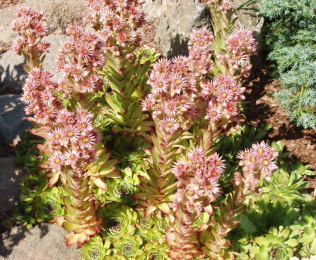 947_1600_Sempervivum_5_R.JPG