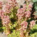 947_1600_Sempervivum_5_R.JPG