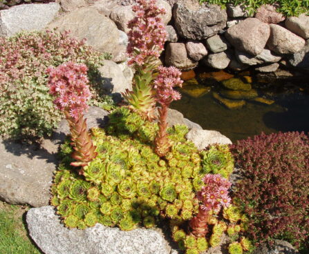 947_1601_Sempervivum_6_R.JPG