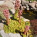 947_1601_Sempervivum_6_R.JPG